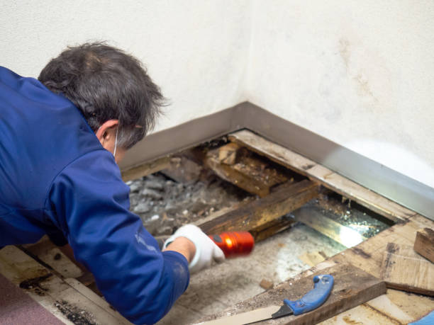 Attic Mold Removal in Canton, NC
