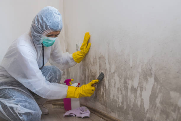 Best Commercial Mold Removal  in Canton, NC
