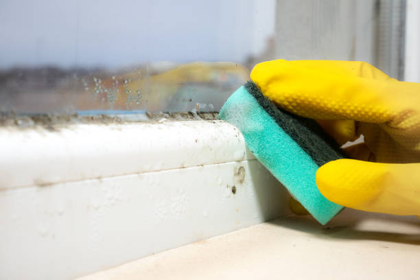 Best Attic Mold Removal  in Canton, NC