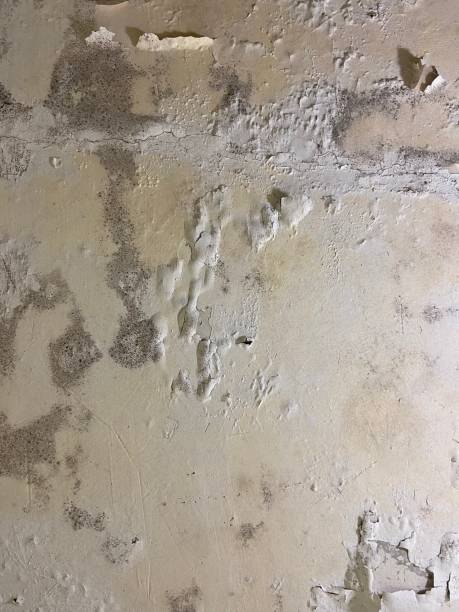 Best Black Mold Removal  in Canton, NC