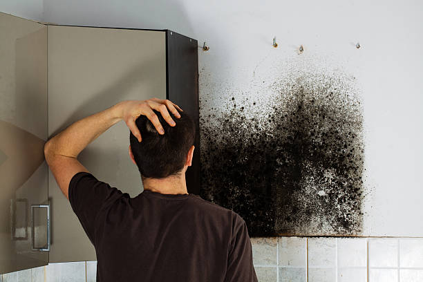 Best Mold Remediation Services  in Canton, NC