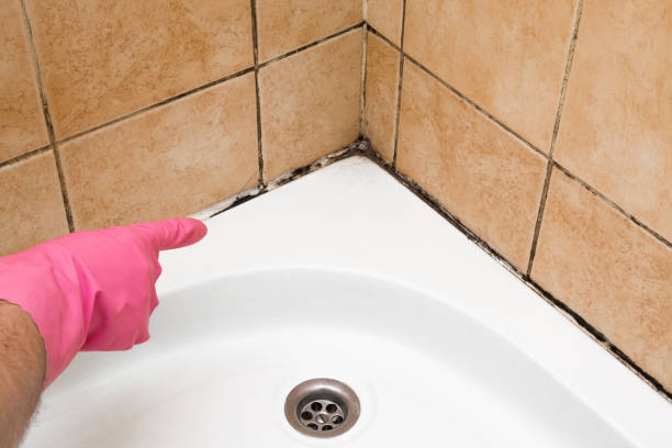Trusted Canton, NC Mold Removal Experts